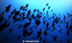 Redtooth triggerfish, Hafsa Thila, Maldives. Canon G9 / I... by Hamid Rad 